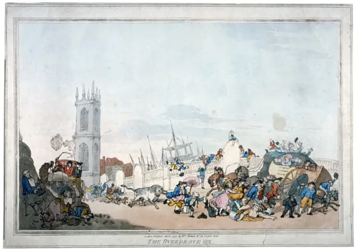 Framed Print : The Overdrove ox, 1790 Framed Print : The Overdrove ox, 1790