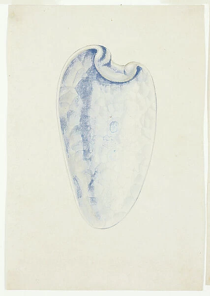 Overview of Lavender Elongated Shell, n.d. Creator: Giuseppe Grisoni
