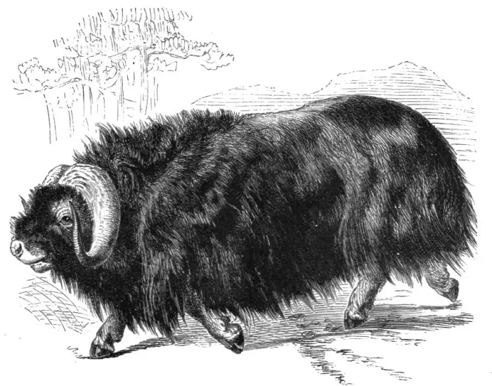 Framed Print : Ovibos Moschatus; The Musk Ox and the Wolverine - a Geographical Parallel, 1875. Creator: Unknown Framed Print : Ovibos Moschatus; The Musk Ox and the Wolverine - a Geographical Parallel, 1875. Creator: Unknown