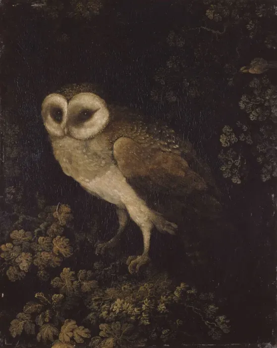Framed Print : An Owl, 1780-1790. Creator: Moses Haughton Framed Print : An Owl, 1780-1790. Creator: Moses Haughton