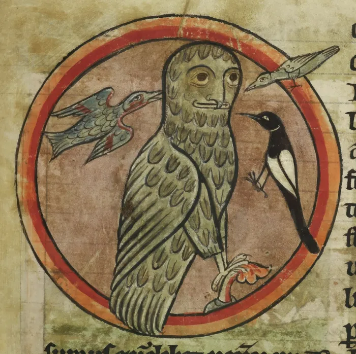 Framed Print : Owl mobbed by smaller birds, 1230-1240. Creator: Unknown Framed Print : Owl mobbed by smaller birds, 1230-1240. Creator: Unknown
