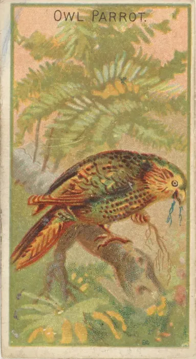Framed Print : Owl Parrot, from the Birds of the Tropics series (N5) for Allen & Framed Print : Owl Parrot, from the Birds of the Tropics series (N5) for Allen &