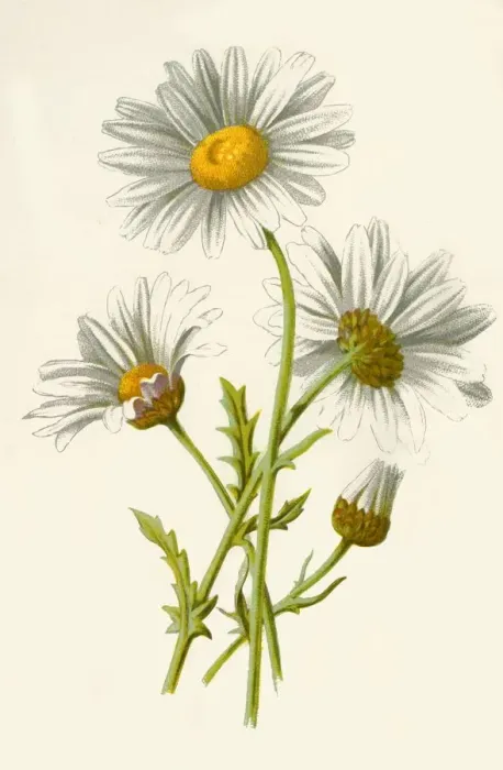 Framed Print : Ox-Eye Daisy, 1877. Creator: Frederick Edward Hulme Framed Print : Ox-Eye Daisy, 1877. Creator: Frederick Edward Hulme