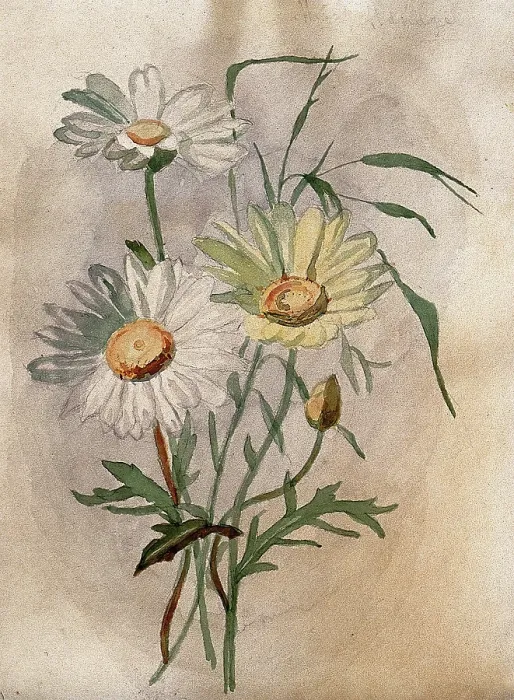 Framed Print : Ox-eye or marguerite daisy (Leucanthemum vulgare): flowers and leaves. Creator: Unknown Framed Print : Ox-eye or marguerite daisy (Leucanthemum vulgare): flowers and leaves. Creator: Unknown