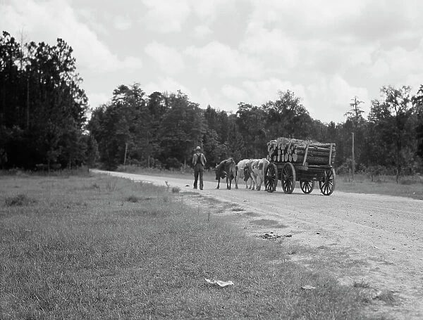 Ox team used to haul pulpwood, Mississippi, 1937. Creator: Dorothea Lange