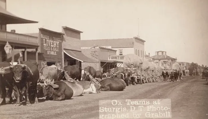 Framed Print : Ox teams at Sturgis, DT [ie Dakota Territory], between 1887 and 1892. Creator: John C. H. Grabill