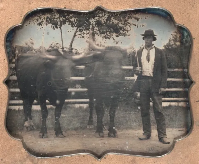 Framed Print : Two Oxen and Driver, 1850s. Creator: Unidentified Photographer Framed Print : Two Oxen and Driver, 1850s. Creator: Unidentified Photographer