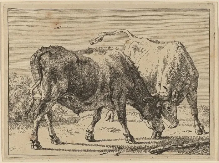Framed Print : Two Oxen Fighting, 1650. Creator: Paulus Potter Framed Print : Two Oxen Fighting, 1650. Creator: Paulus Potter