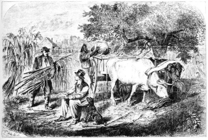 Framed Print : Oxen Hauling Corn, 19th century. Artist: Edwin Forbes Framed Print : Oxen Hauling Corn, 19th century. Artist: Edwin Forbes