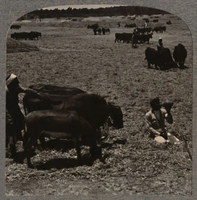 Framed Print : Oxen treading corn, c1900 Framed Print : Oxen treading corn, c1900