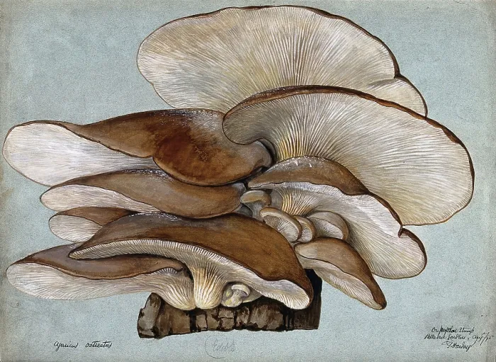 Framed Print : Oyster mushrooms (Pleurotus ostreatus) growing on wood, 1895. Creator: Unknown Framed Print : Oyster mushrooms (Pleurotus ostreatus) growing on wood, 1895. Creator: Unknown