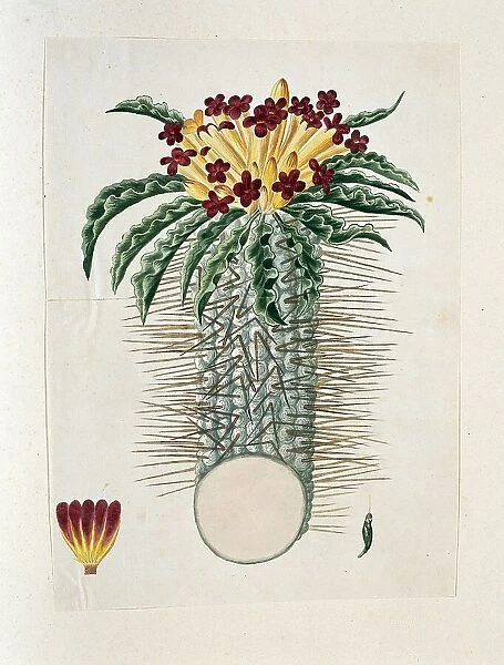 Pachypodium Namaquanum (Wylie ex. Harv.) Well (halfmens), 1778-1786. Creator: Robert Jacob Gordon