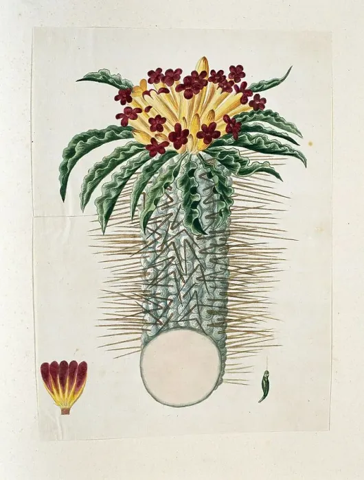 Framed Print : Pachypodium Namaquanum (Wylie ex. Harv.) Well (halfmens), 1778-1786. Creator: Robert Jacob Gordon Framed Print : Pachypodium Namaquanum (Wylie ex. Harv.) Well (halfmens), 1778-1786. Creator: Robert Jacob Gordon