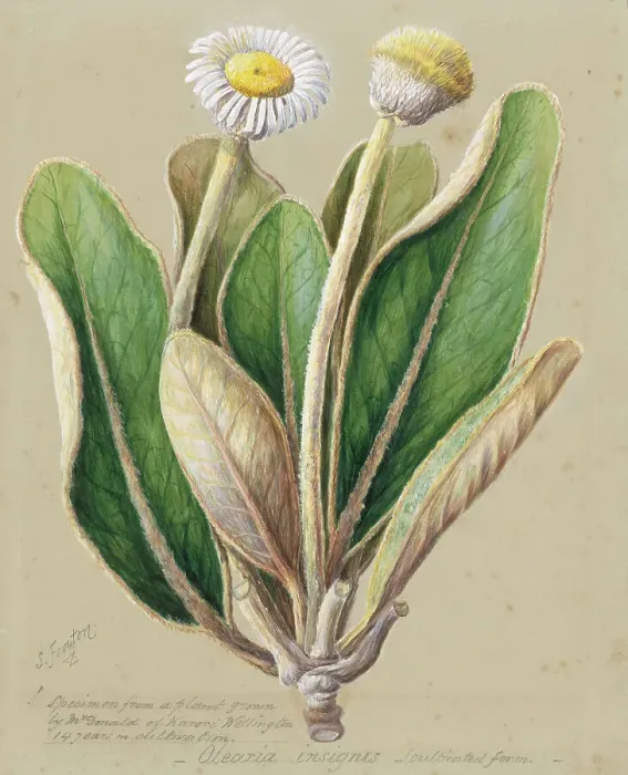 Framed Print : Pachystegia insignis, c.1885. Creator: Sarah Featon Framed Print : Pachystegia insignis, c.1885. Creator: Sarah Featon