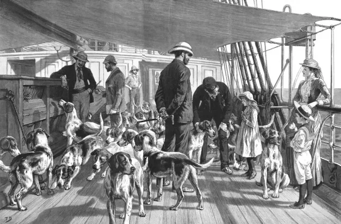Framed Print : A Pack of Foxhounds passing through the Red Sea on their way to India--Early morning exercise, 18 Creator: Unknown Framed Print : A Pack of Foxhounds passing through the Red Sea on their way to India--Early morning exercise, 18 Creator: Unknown