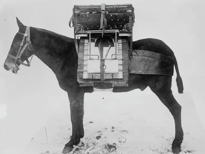 Framed Print : Pack horse used by U.S. Army Signal Corps, carrying chest of instruments for local outfit... 1916. Creator: Bain News Service Framed Print : Pack horse used by U.S. Army Signal Corps, carrying chest of instruments for local outfit... 1916. Creator: Bain News Service