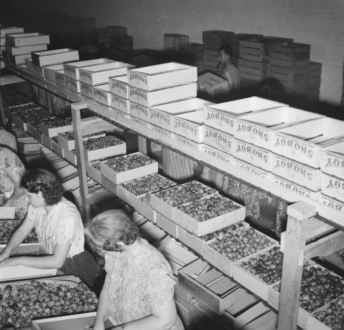 Framed Print : Packing fresh prunes at night on Produce Row during busy season, Yakima, Washington, 1939. Creator: Dorothea Lange Framed Print : Packing fresh prunes at night on Produce Row during busy season, Yakima, Washington, 1939. Creator: Dorothea Lange