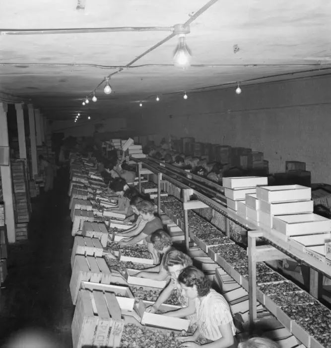Framed Print : Packing fresh prunes at night on Produce Row during busy season, Yakima, Washington, 1939. Creator: Dorothea Lange