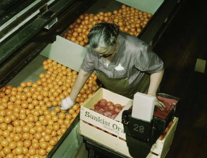 Framed Print : Packing oranges at a co-op orange packing plant, Redlands, Calif. 1943. Creator: Jack Delano Framed Print : Packing oranges at a co-op orange packing plant, Redlands, Calif. 1943. Creator: Jack Delano