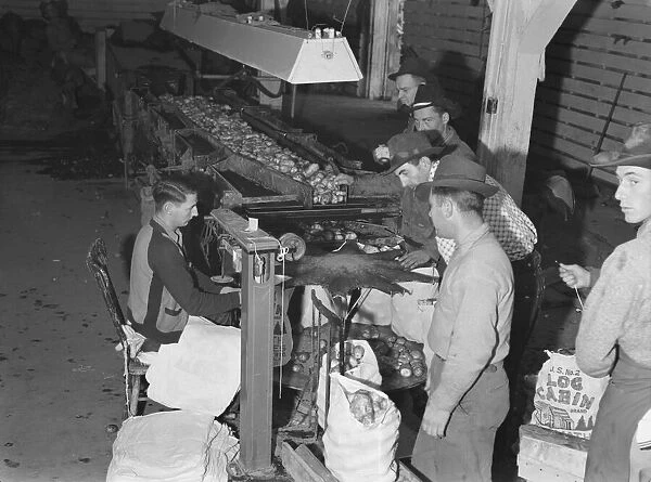 In packing shed, grading and sacking potat... Tulelake, Siskiyou County, California, 1939 Creator: Dorothea Lange