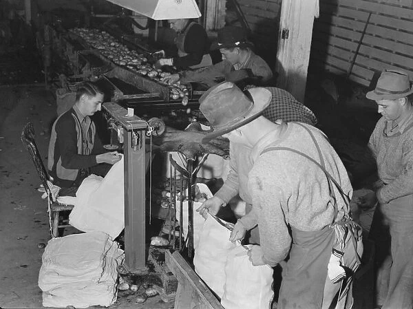 In packing shed, grading and sacking potatoes... Tulelake, Siskiyou County, California, 1939. Creator: Dorothea Lange
