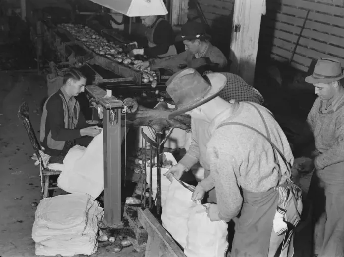 Framed Print : In packing shed, grading and sacking potatoes... Tulelake, Siskiyou County, California, 1939. Creator: Dorothea Lange Framed Print : In packing shed, grading and sacking potatoes... Tulelake, Siskiyou County, California, 1939. Creator: Dorothea Lange
