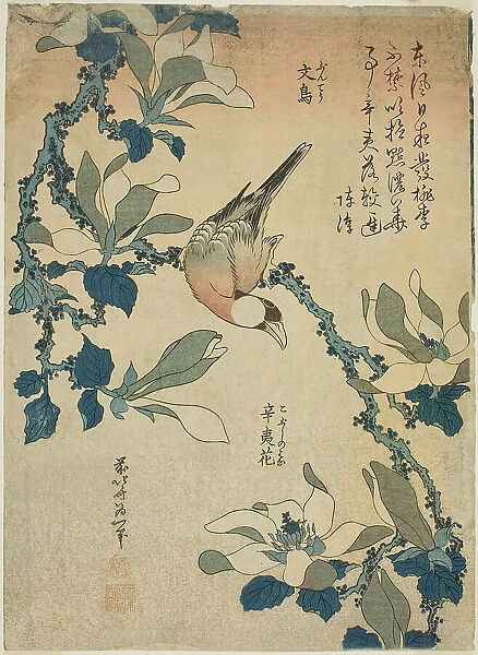 Paddy Bird and Magnolia Flowers (Buncho, kobushi no hana), from an untitled series... c. 1834. Creator: Hokusai