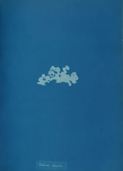 Framed Print : Padina deusta, ca. 1853. Creator: Anna Atkins Framed Print : Padina deusta, ca. 1853. Creator: Anna Atkins