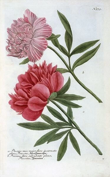 Paeonia, 1737 (hand coloured engraving)