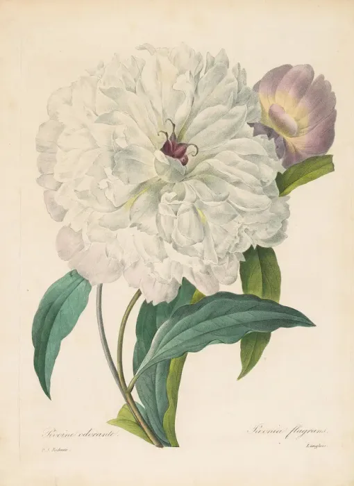Framed Print : Paeonia flagrans (Peony), 1827. Creator: Redoute, Pierre-Joseph (1759-1840) Framed Print : Paeonia flagrans (Peony), 1827. Creator: Redoute, Pierre-Joseph (1759-1840)