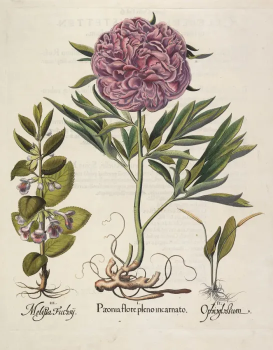 Framed Print : Paeonia flore pleno, 1613. Creator: Besler, Basilius (1561-1629) Framed Print : Paeonia flore pleno, 1613. Creator: Besler, Basilius (1561-1629)