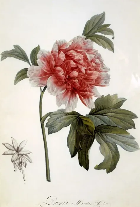 Framed Print : Paeonia Moutan, 1799 Framed Print : Paeonia Moutan, 1799