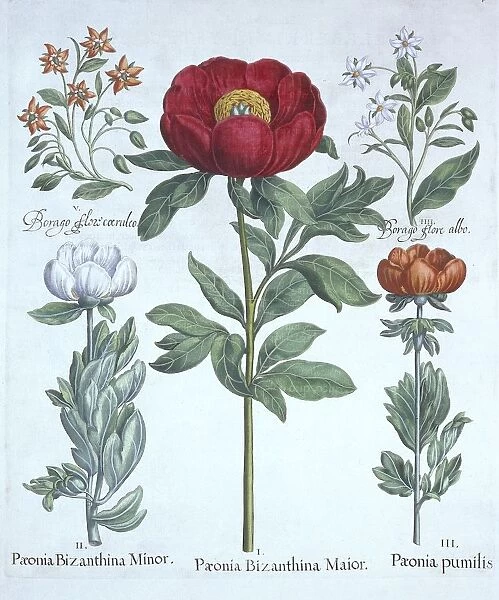 Paeonies and Borage, from Hortus Eystettensis, by Basil Besler (1561-1629), pub