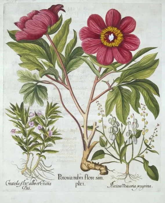Framed Print : Paeony, Hedge Hyssop and Sheeps Sorrel, from Hortus Eystettensis, by Basil Besler (1561-1629) Framed Print : Paeony, Hedge Hyssop and Sheeps Sorrel, from Hortus Eystettensis, by Basil Besler (1561-1629)
