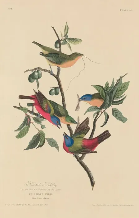 Framed Print : Painted Bunting, 1829. Creator: Robert Havell Framed Print : Painted Bunting, 1829. Creator: Robert Havell