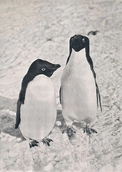 A Pair of Adelie Penguins, c1911, (1913). Artist: Herbert Ponting