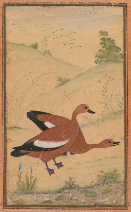 Framed Print : A pair of Brahminy ducks, c. 1595; borders added probably 1800s. Creator: Unknown Framed Print : A pair of Brahminy ducks, c. 1595; borders added probably 1800s. Creator: Unknown