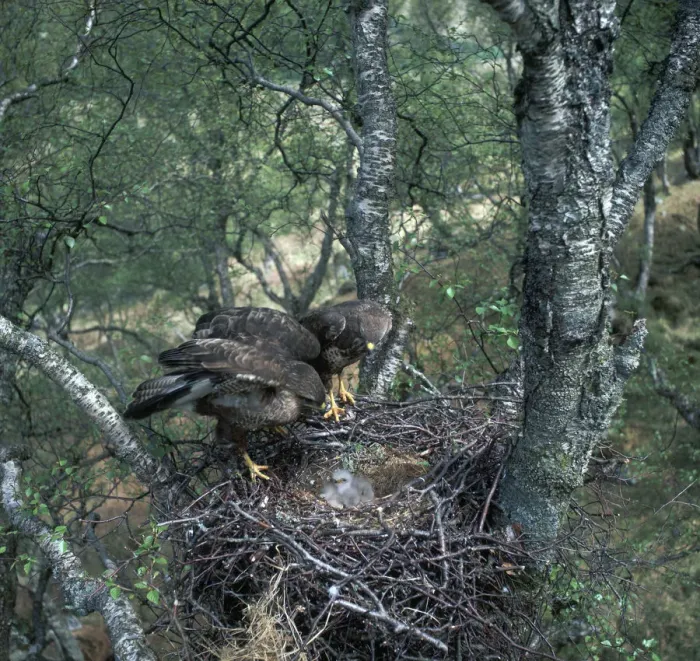 Framed Print : Pair of buzzards on the nest Framed Print : Pair of buzzards on the nest