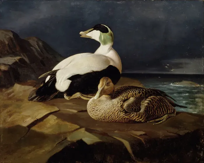 Framed Print : Pair of Common Eiders on a Rock, 1869. Creator: Ferdinand von Wright Framed Print : Pair of Common Eiders on a Rock, 1869. Creator: Ferdinand von Wright