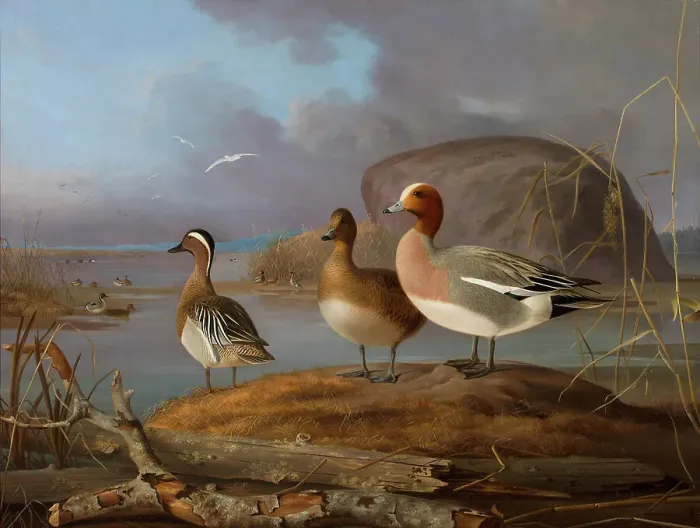 Framed Print : Pair of Wigeons and a Male Teal, 1852. Creator: Magnus von Wright Framed Print : Pair of Wigeons and a Male Teal, 1852. Creator: Magnus von Wright