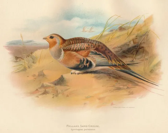 Framed Print : Pallass Sand-Grouse (Syrrhaptes paradoxus), 1900, (1900). Artist: Charles Whymper Framed Print : Pallass Sand-Grouse (Syrrhaptes paradoxus), 1900, (1900). Artist: Charles Whymper