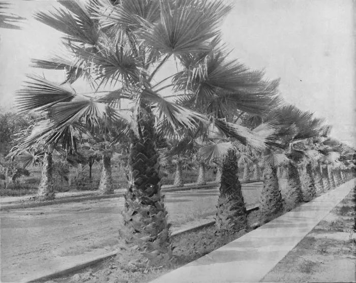 Framed Print : A Palm Avenue in Los Angeles, Cal. c1897. Creator: Unknown Framed Print : A Palm Avenue in Los Angeles, Cal. c1897. Creator: Unknown