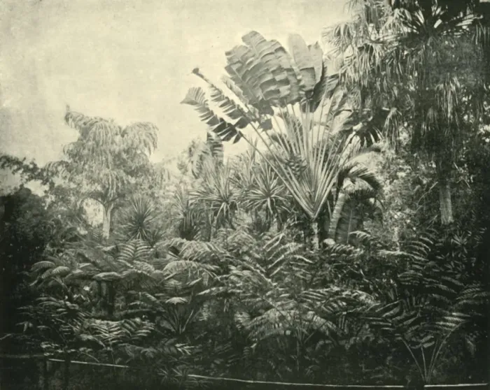 Framed Print : Palm and Fern Island, Botanic Gardens, Brisbane, 1901. Creator: Unknown Framed Print : Palm and Fern Island, Botanic Gardens, Brisbane, 1901. Creator: Unknown
