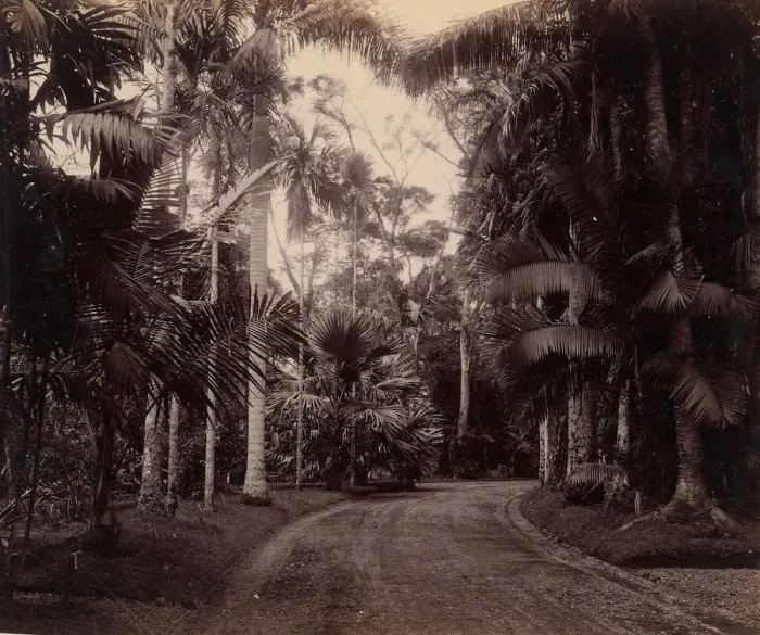 Framed Print : Palm Group, Bvitenzorg, Java, 1860s-70s. Creator: Unknown Framed Print : Palm Group, Bvitenzorg, Java, 1860s-70s. Creator: Unknown