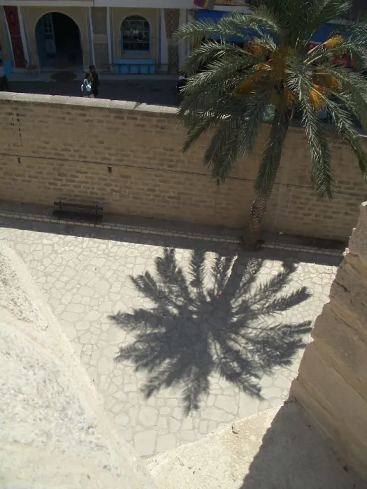 Framed Print : Palm tree and shadow, Sousse, Tunisia, 2009. Creator: Amanda Waite Framed Print : Palm tree and shadow, Sousse, Tunisia, 2009. Creator: Amanda Waite
