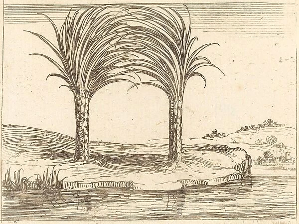 Two Palm Trees. Creator: Jacques Callot