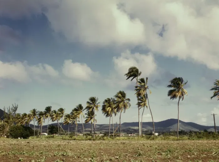 Framed Print : Palm trees along the road, vicinity of Christiansted, Saint Croix, Virgin Islands, 1941. Creator: Jack Delano Framed Print : Palm trees along the road, vicinity of Christiansted, Saint Croix, Virgin Islands, 1941. Creator: Jack Delano