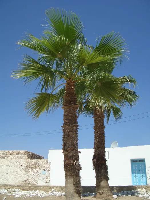 Framed Print : Palm trees, Tunisia, 2009. Creator: Amanda Waite Framed Print : Palm trees, Tunisia, 2009. Creator: Amanda Waite