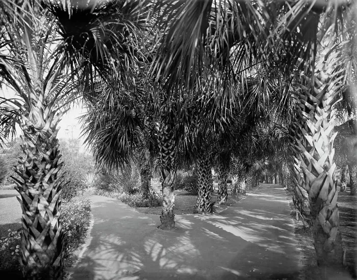 Framed Print : Palm Walk at Tampa Bay Hotel, Florida, c1902. Creator: William H. Jackson Framed Print : Palm Walk at Tampa Bay Hotel, Florida, c1902. Creator: William H. Jackson