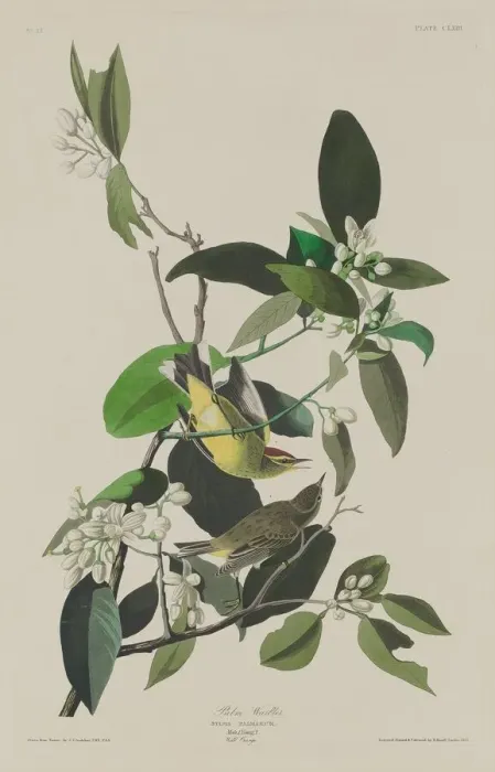 Framed Print : Palm Warbler, 1833. Creator: Robert Havell